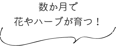 花やハーブの種が紙の中に！