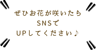 ぜひお花が咲いたらSNSでUPしてください♪