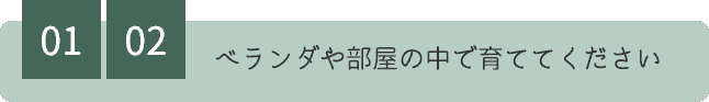 01 02 ベランダや部屋の中で育ててください